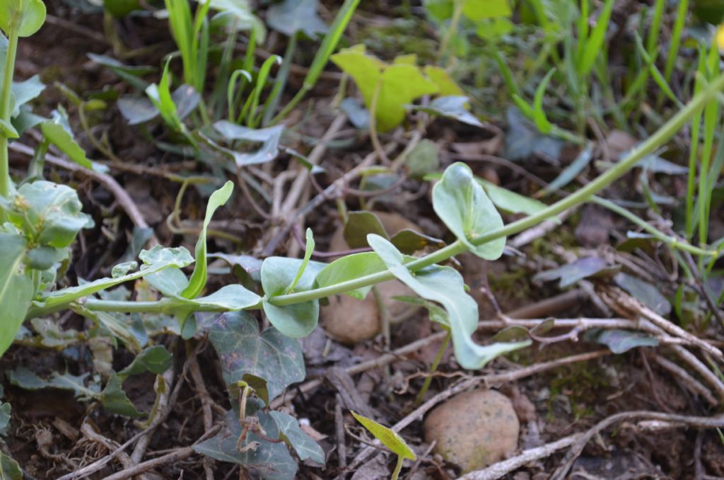 Brassicacea da specificare